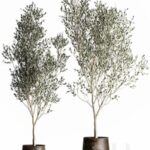 Olive trees 968. olive, tree, metal pot, landscaping, indoor plants, rust, outdoor