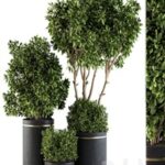 indoor Plant Set 105 – Black and Gold