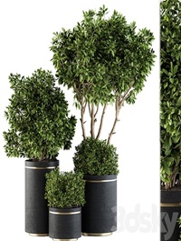 indoor Plant Set 105 - Black and Gold
