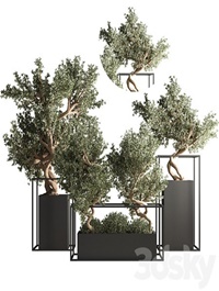 indoor plant bonsai set 24