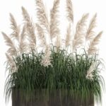 Plant collection 1033. White pampas grass, flowerpot, landscaping, rust, metal