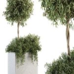 Outdoor Plant Set 172 – Plant Box tree