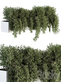 ivy plants in box - Outdoor Set 80