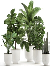 Plant collection 906. White Pot, Ficus, Tree, Strelitzia, Cactus, Banana, Bush, Banana Palm, Nordic Style, Metal Pot, Ficus lyrata