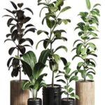 Ficus – Ficus rubbery plant 165_dirty wooden and plastic pots