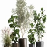 Plant collection 1029. Oliva, ficus, tree, flowerpot, bush, metal, rust, outdoor, interior, small tree, ficus Lyrata