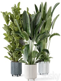Indoor Planters in Cecilia Ficonstone Pot - Set 409