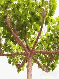 London planetree сanopy 5,11 m