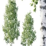 Betula 11.5m – 8.5m Betula 11.5m – 8.5m