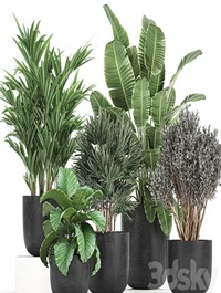 Plant collection 813. Banana, olive, Rapis, Alocasia, bushes, palm tree, black pot, interior, decorative, flower, pot, plants