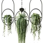 Ampel plants in hanging pots with black rings – set 15