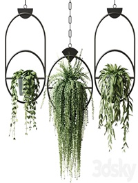 Ampel plants in hanging pots with black rings - set 15