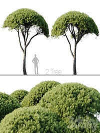 Pinus Pinea 13m and 12m