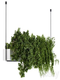 Hanging box plant - Set 70