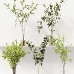Collection Indoor Plants 022