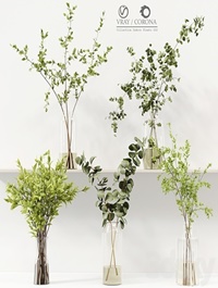 Collection Indoor Plants 022