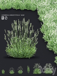 Lavender angustifolia flowers | Lavandula angustifolia Alba