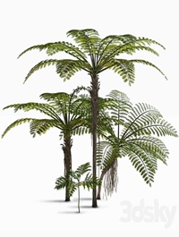 Treefern dicksonia antarctica