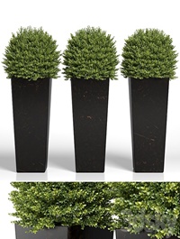 Buxus sempervirens in modern planters