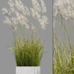 pampas grass 3