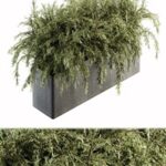 Outdoor Plant Set 180 – Plant in Pot