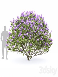 Syringa vulgaris