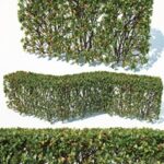Cotoneaster lucidus # 3 customizable transparent hedge