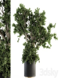 Outdoor Plants tree in Concrete Pot - Set 130