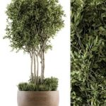 Outdoor Plants tree in Concrete Pot – Set 135