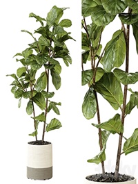 Ateliervierkant - Pot CL40 and Ficus Lyrata plant