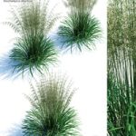 Lugovik turfy (Pike) | Deschampsia cespitosa