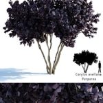 Common hazel | Corylus avellana Purpurea