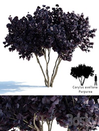 Common hazel | Corylus avellana Purpurea