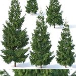 Spruce # 1. Six sizes H1-3m