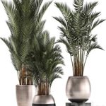 Plant collection 296. Home palm tree, howea, kentia, flowerpot, pot, luxury decor, interior, stylish, Howea forsteriana