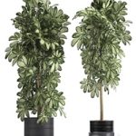 Plant Schefflera 765. Black pot, flowerpot, bush, thickets, exotic, decorative