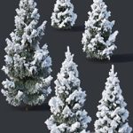 Spruce # 2 – Winter Six sizes H1-3m