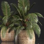 Plant Coconut palm 340. Small palm, basket, rattan, indoor, interior, eco design, natural decor