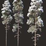 Pinus sylvestris Nr14 H16, 18m. Two winter trees