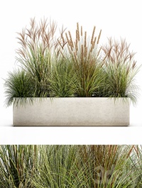 Plant collection 1074. pampas grass, reeds, flowerbed, landscaping, bushes