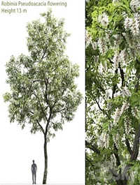 Robinia