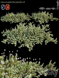 Acaena microphylla | New Zealand Burrs # 1