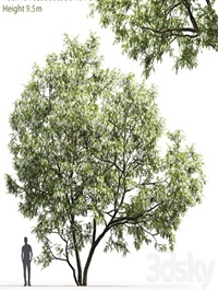 White Acacia | Robinia Pseudoacacia # 5 (9.5m)