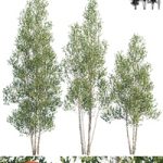 Heritage Clump River Birch | Betula nigra “Cully” # 2