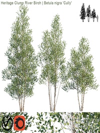 Heritage Clump River Birch | Betula nigra "Cully" # 2