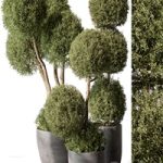 Outdoor Plant Set 414 – Topiary Ball Plant in Pot (Vray)