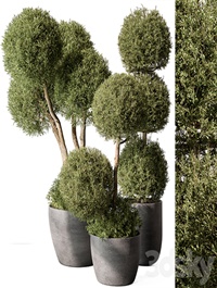 Outdoor Plant Set 414 - Topiary Ball Plant in Pot (Vray)