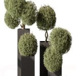 Topiary Plant in Box – Outdoor Plants 445