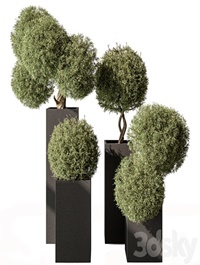 Topiary Plant in Box - Outdoor Plants 445