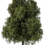 Tree Green Maple – Set 99